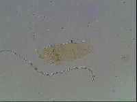 Hypsibius convergens image