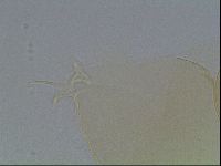 Hypsibius convergens image