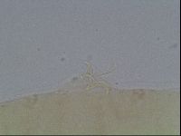 Hypsibius convergens image