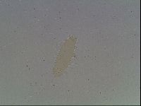 Hypsibius convergens image