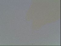 Hypsibius convergens image
