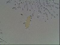 Hypsibius convergens image