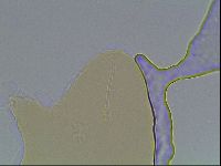 Hypsibius convergens image