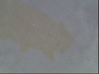 Hypsibius convergens image