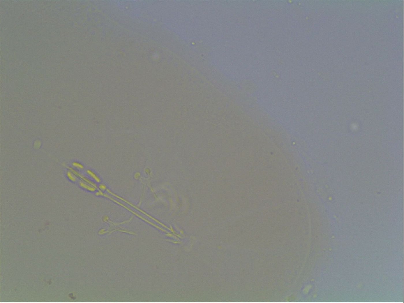 Hypsibius convergens image