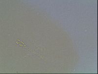 Hypsibius convergens image