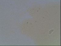 Hypsibius convergens image