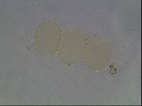 Hypsibius convergens image