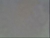 Hypsibius convergens image