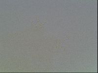 Hypsibius convergens image