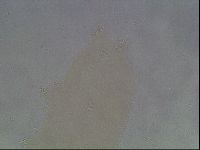 Hypsibius convergens image