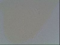 Hypsibius convergens image