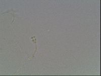 Hypsibius pallidus image