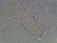Hypsibius pallidus image