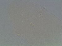 Hypsibius pallidus image