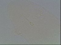 Hypsibius pallidus image