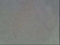 Hypsibius pallidus image