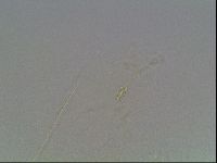 Hypsibius pallidus image