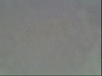 Hypsibius pallidus image