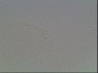 Hypsibius pallidus image