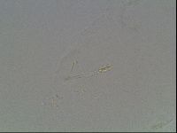 Hypsibius pallidus image