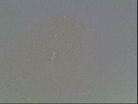 Hypsibius pallidus image