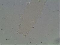Hypsibius pallidus image