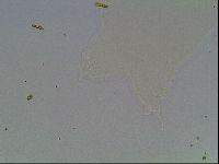 Hypsibius pallidus image