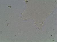 Hypsibius pallidus image