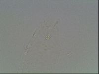 Hypsibius pallidus image