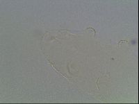 Hypsibius pallidus image