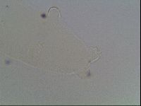 Hypsibius pallidus image