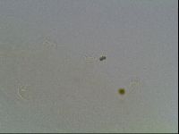 Hypsibius pallidus image