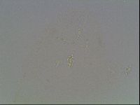 Hypsibius pallidus image