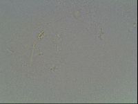 Hypsibius pallidus image