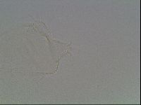 Hypsibius pallidus image