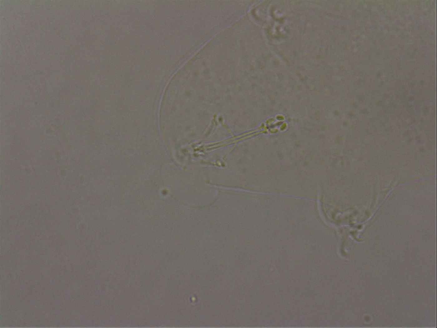 Hypsibius pallidus image