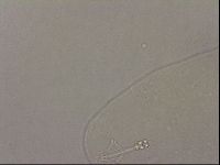 Hypsibius pallidus image