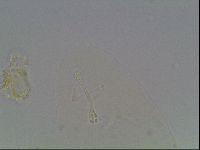 Hypsibius pallidus image