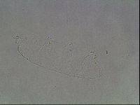 Hypsibius pallidus image