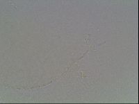 Hypsibius pallidus image