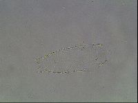 Hypsibius pallidus image