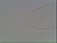 Hypsibius pallidus image