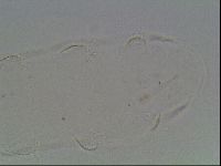 Hypsibius pallidus image