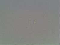 Hypsibius pallidus image