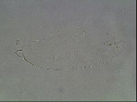 Hypsibius pallidus image