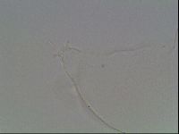 Hypsibius pallidus image