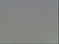 Hypsibius pallidus image