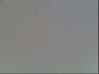 Hypsibius pallidus image