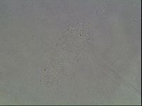 Hypsibius pallidus image